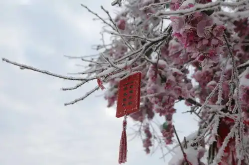 栾川老君山一夜随风来,千树万树银花开
