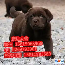 深圳哪里买拉布拉多靠谱点卖家的图片-深圳光明新区易登网
