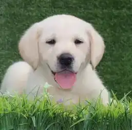 拉布拉多幼犬多少钱拉布拉多好养吗拉布拉多哪里有卖