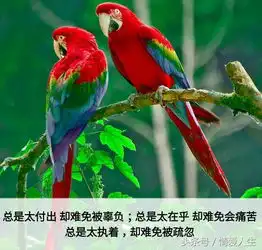 抖音热门情侣头像宠物金