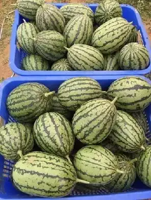 开启夏日凉爽农业局邀您品尝北京好西瓜