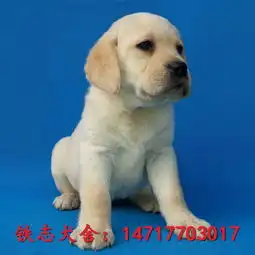 锦州泰德拉布拉多犬舍