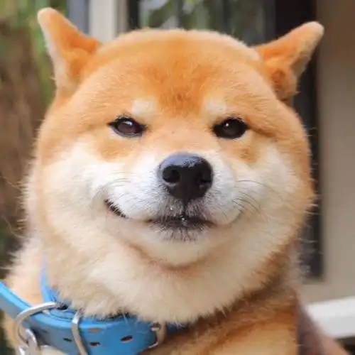 情侣头像柴犬和人牵手
