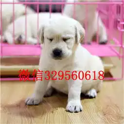 常州白色拉布拉多犬拉布拉多犬舍纯种拉布拉多出售拉布拉多价格