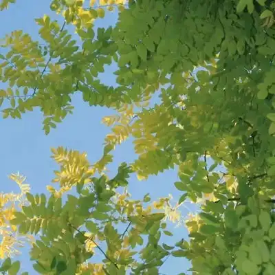 2023最新茂密森林唯美图片