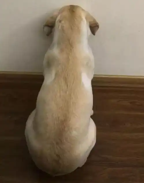 拉布拉多犬被罚面壁思过,一点也不敢乱动,小模样真惹人心疼
