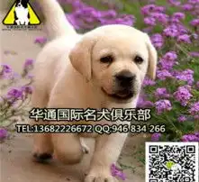 黄页88高清图片