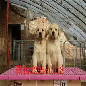 湘潭哪里卖纯种拉布拉多幼犬拉布拉多多少钱一只拉布拉多多少钱拉布拉多图片