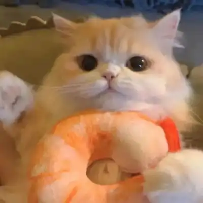 头像情侣qq猫咪