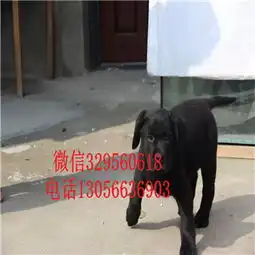 新乡哪里有卖拉布拉多纯种双血统拉布拉多奶白色拉布拉多拉布拉多犬养殖基地