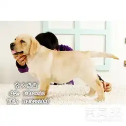 北京黄页88网