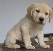 重庆哪里出售拉不拉多幼犬重庆导盲拉不拉多价格多少公母都有哦