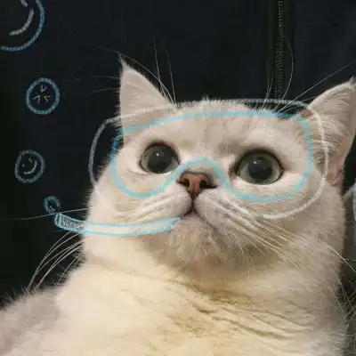 林知晚微信可爱萌宠猫猫头像