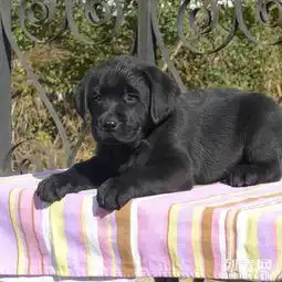 出售纯种拉布拉多犬幼崽公母都有多只包纯种欢迎上门