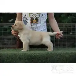 广州哪里买拉布拉多广州哪里买狗好找安馨爱犬舍包健康购犬签协议-黄页88网