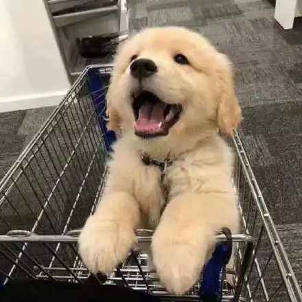 拉布拉多情侣头像两张跟