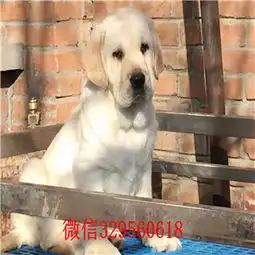 拉布拉多情侣头像两张拉