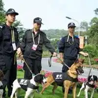 警犬头像拉布拉多微信头像图片大全