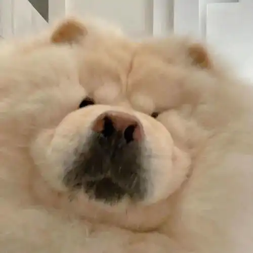 救命这期头像每张都想换
