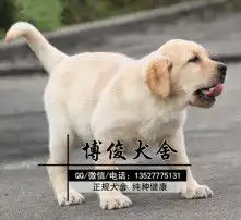 黄页88高清图片