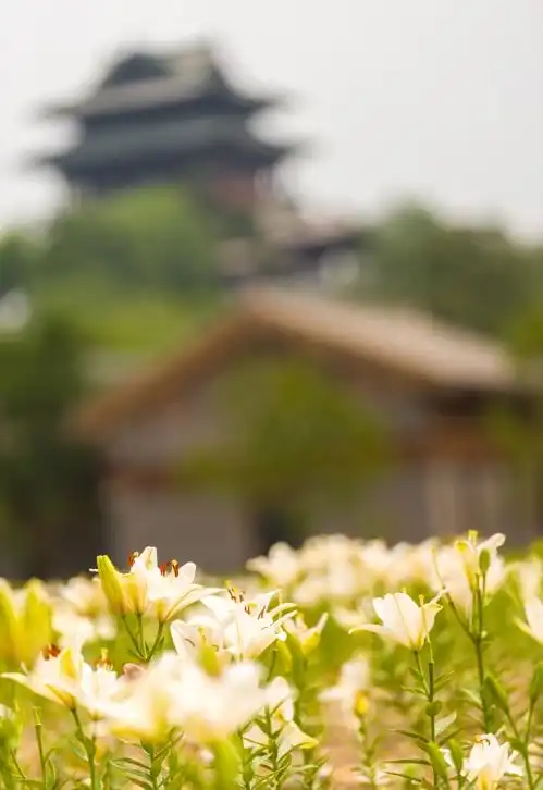 世园公园百合文化节开幕,五大景观伴您开启花海避暑行