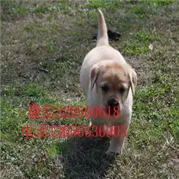 忠县哪里卖拉布拉多多少钱一只纯种双血统拉布拉多奶白色拉布拉多拉布拉多犬养殖基地