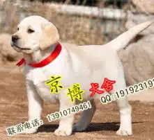 拉布拉多情侣头像两张卖