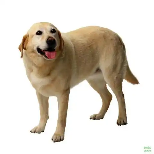 拉布拉多照片幼犬头像