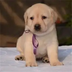 图哈尔滨哪里卖拉布拉多犬幼犬拉布拉多多少钱一只拉布拉多图片哈尔滨宠物狗哈尔滨列表网