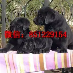 温州哪里有狗场,奶白色拉布拉多犬,拉布拉多图片
