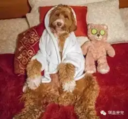 这是一只混血网红狗