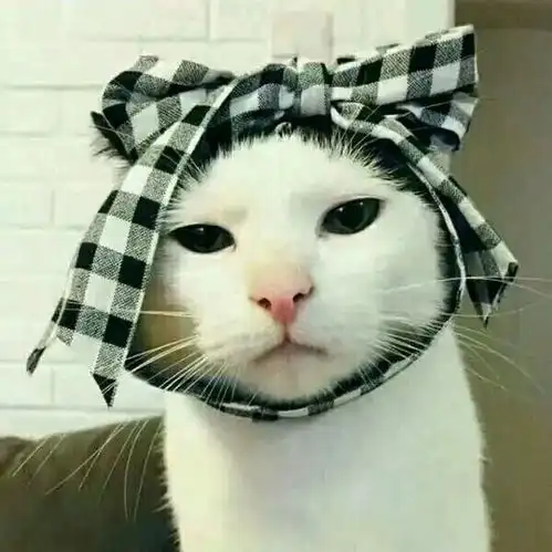 清冷头像情头猫狗