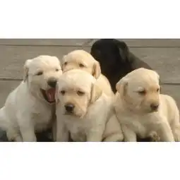 湖州哪里有马犬拉布拉多犬出售_哪里有卖拉布拉多犬价格|图片-黄页88网