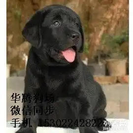 纯种拉布拉多做好疫苗出售东莞拉布拉多狗场繁殖出售