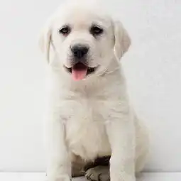 图赛级拉布拉多犬温顺的导盲犬想把它带回家吗成都宠物狗