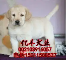 黄页88高清图片