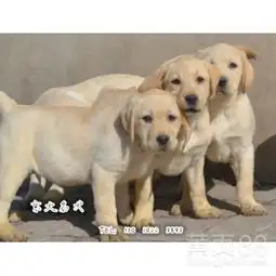 北京黄页88网