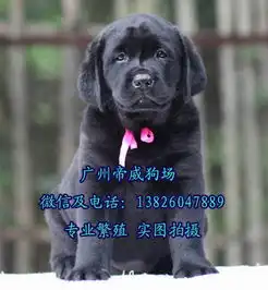 东莞有没有狗场,东莞买拉布拉多价格,拉布拉多出售