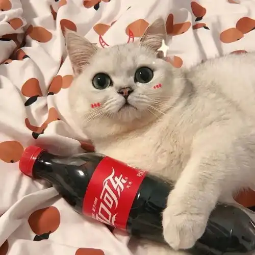 有哪些好看的猫咪情头