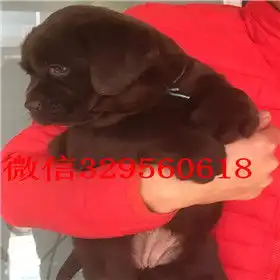 金昌哪里能买到拉布拉多犬精品拉布拉多出售奶白色拉布拉多拉布拉多图片