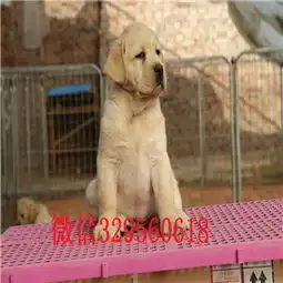 深圳哪里卖拉布拉多双血统拉布拉多出售拉布拉多幼犬多少钱拉布拉多价格白色拉布拉多
