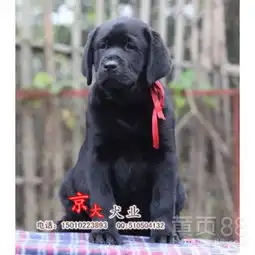 北京黄页88网