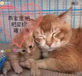 抖音猫红彦祖和铲屎官,告诉你如何正确与坏脾气猫沟通